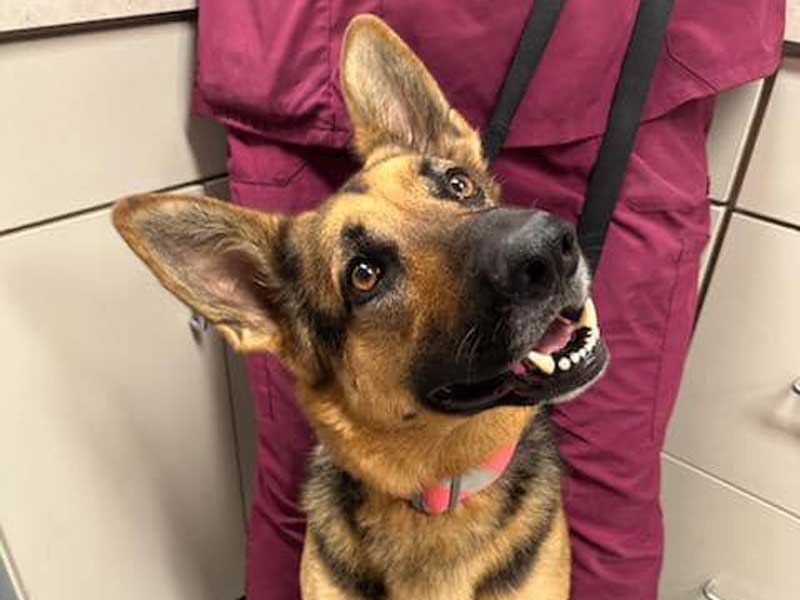 Veterinary Resources for your Pet