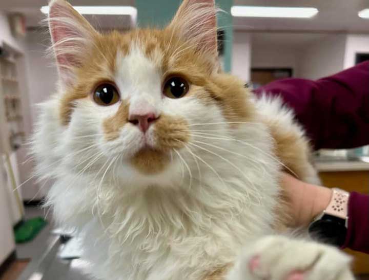Cat veterinarians