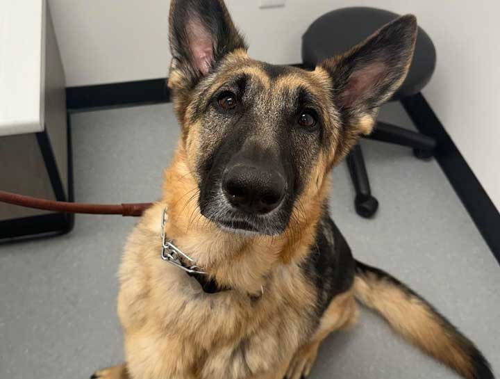 Dog Veterinarian in $city